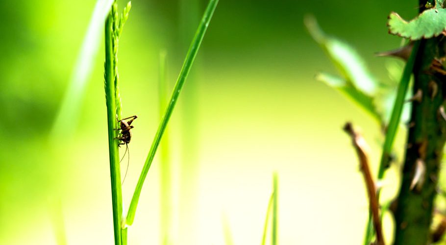 Nachhaltiges Ettlingen